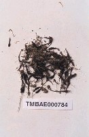 藏品(爪哇小金髮苔)的圖片